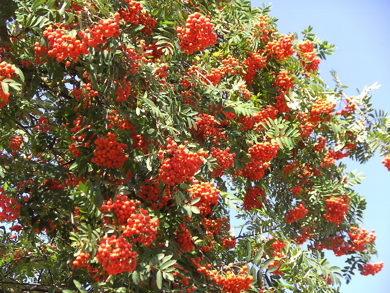 rowan berries red free photo