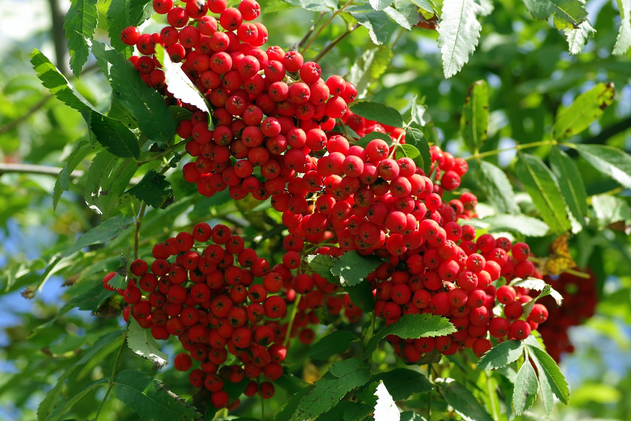 rowan fruit red free photo