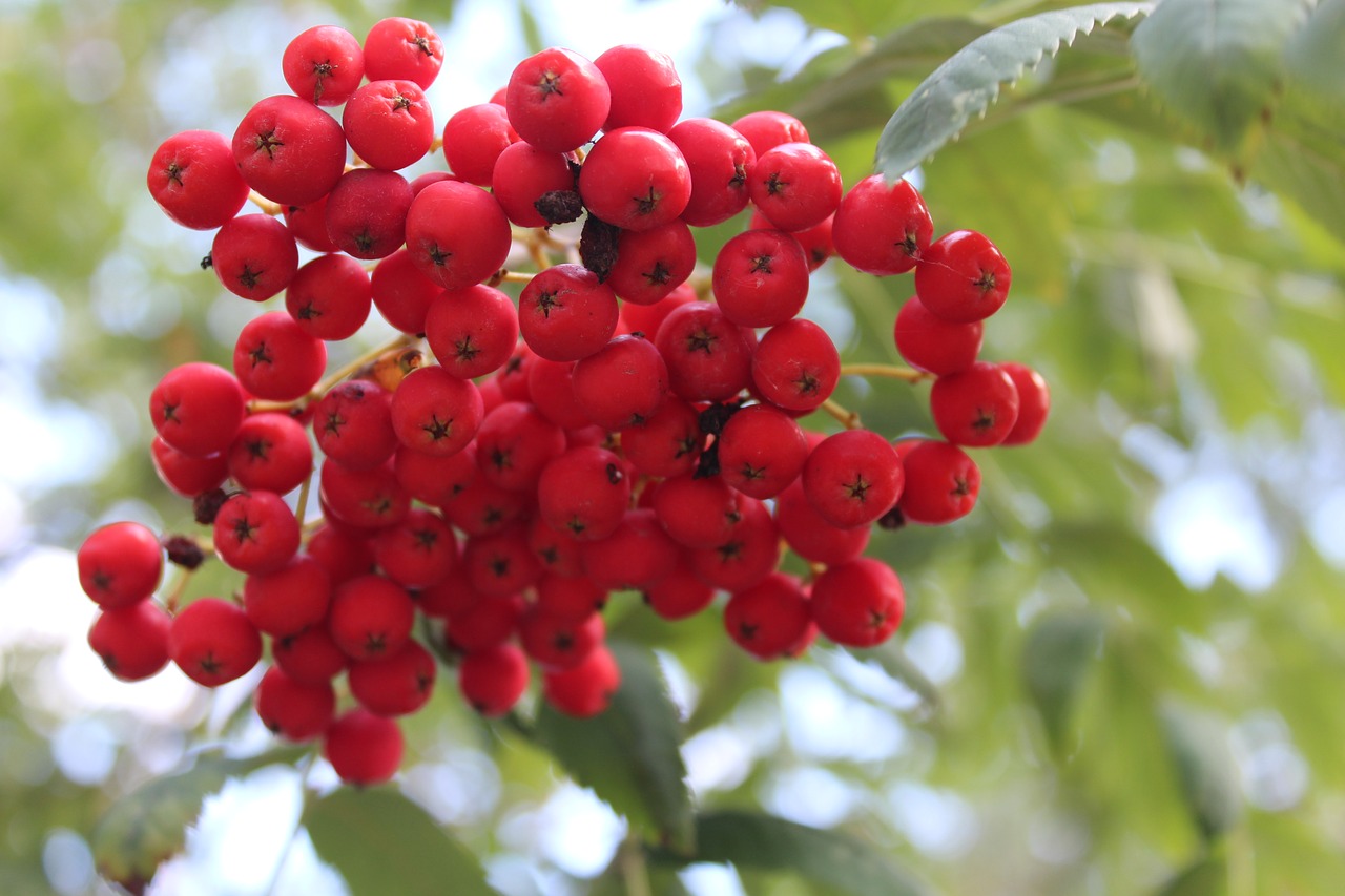 rowan tree plant free photo