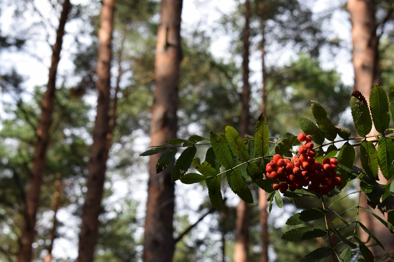 rowan berries berry free photo