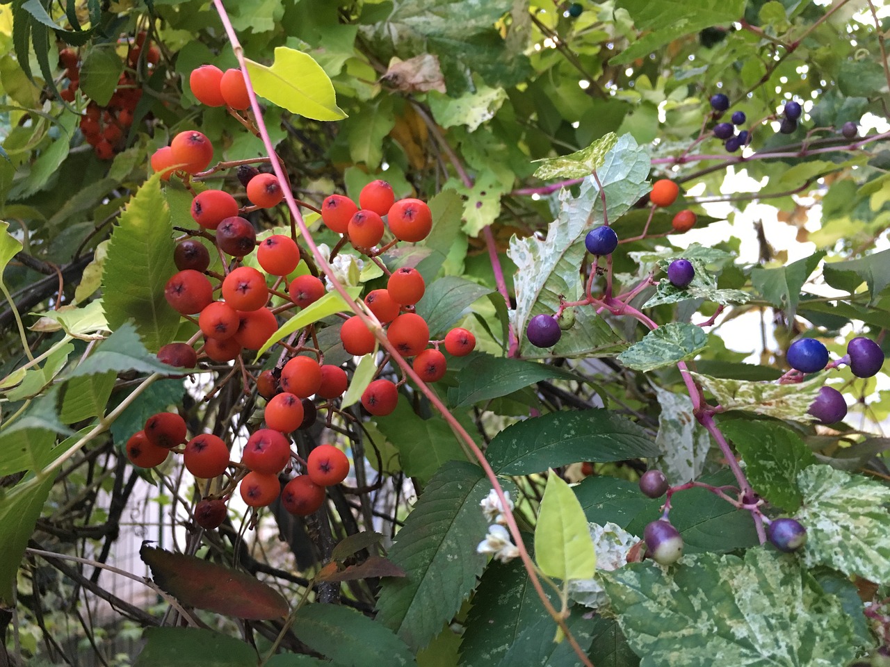 rowan from what squirrel with grapes shelves free photo