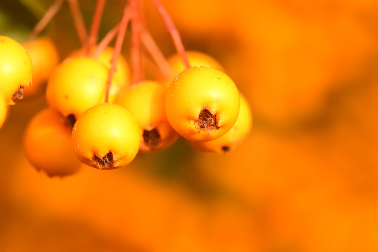 rowan yellow fruits free photo