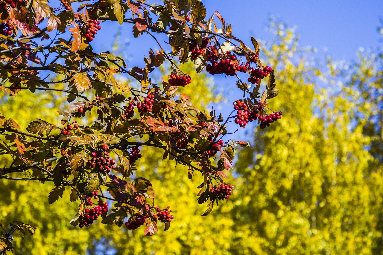 rowan autumn plant free photo