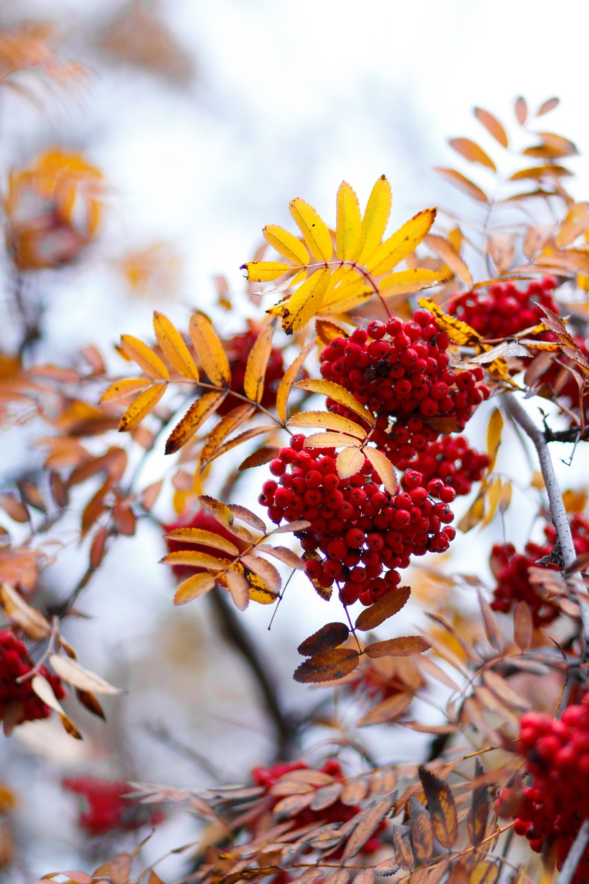 rowan autumn tree free photo