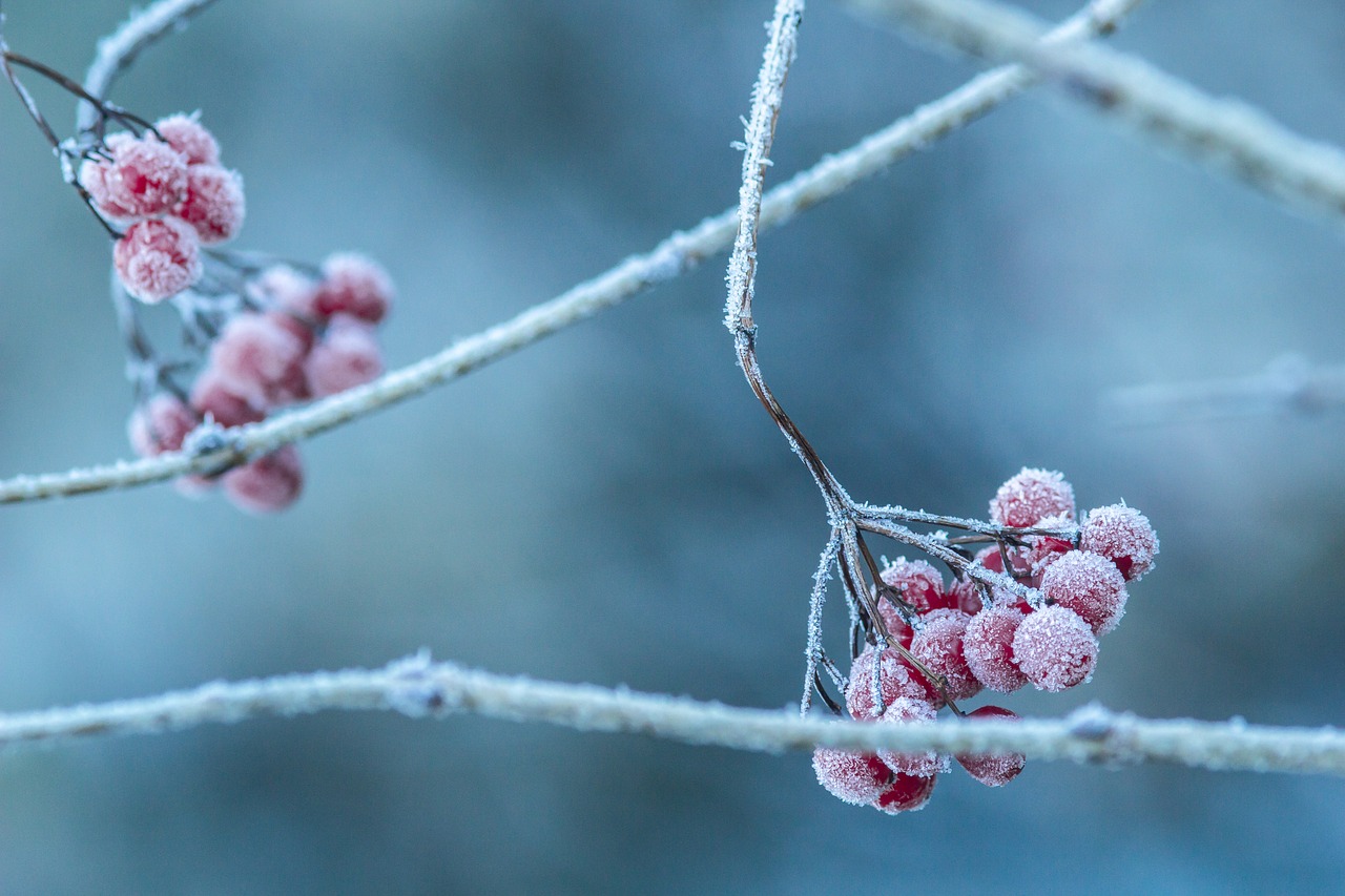 rowan frost frozen free photo