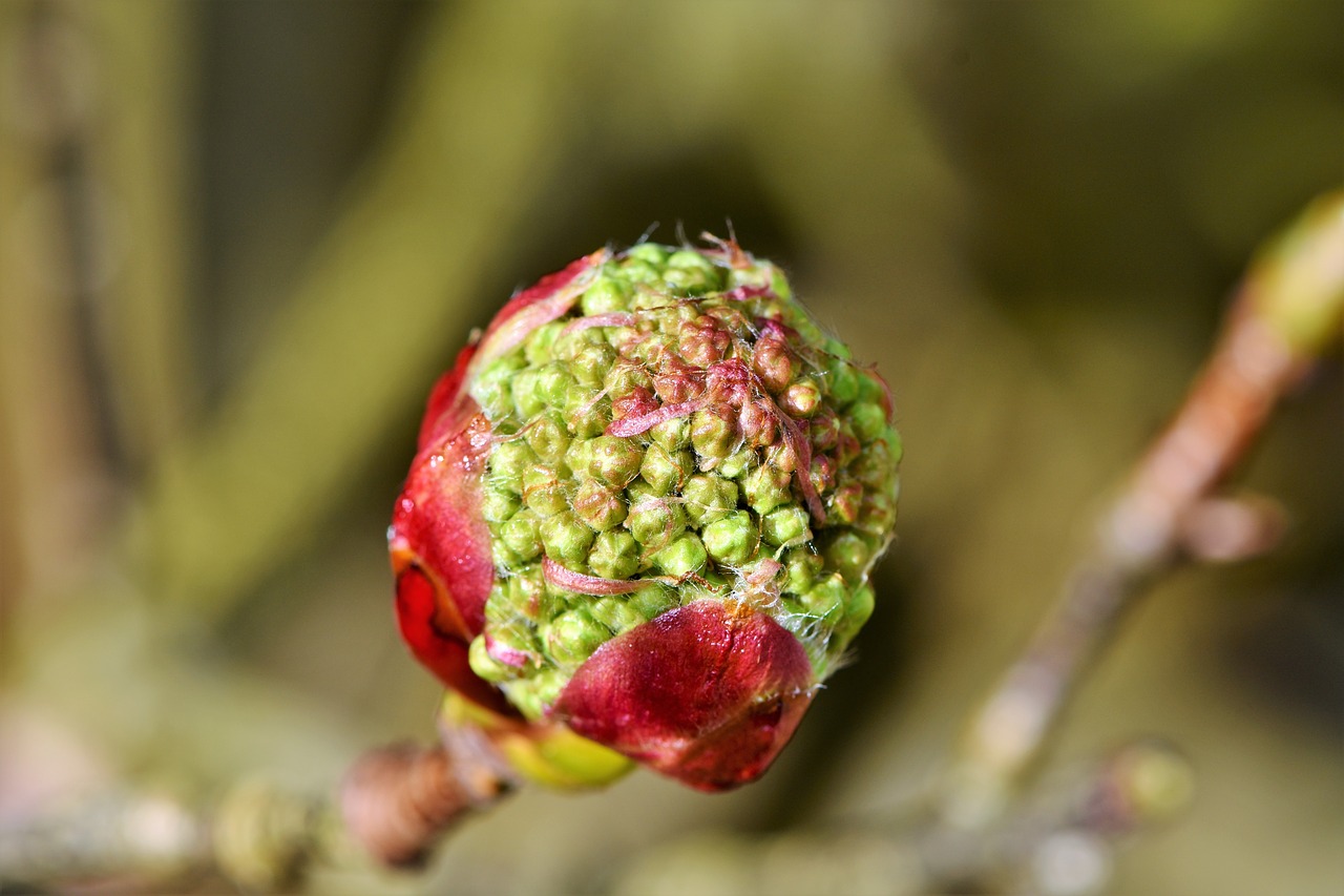 rowan chinese bird berry sorbus megalocarpa free photo