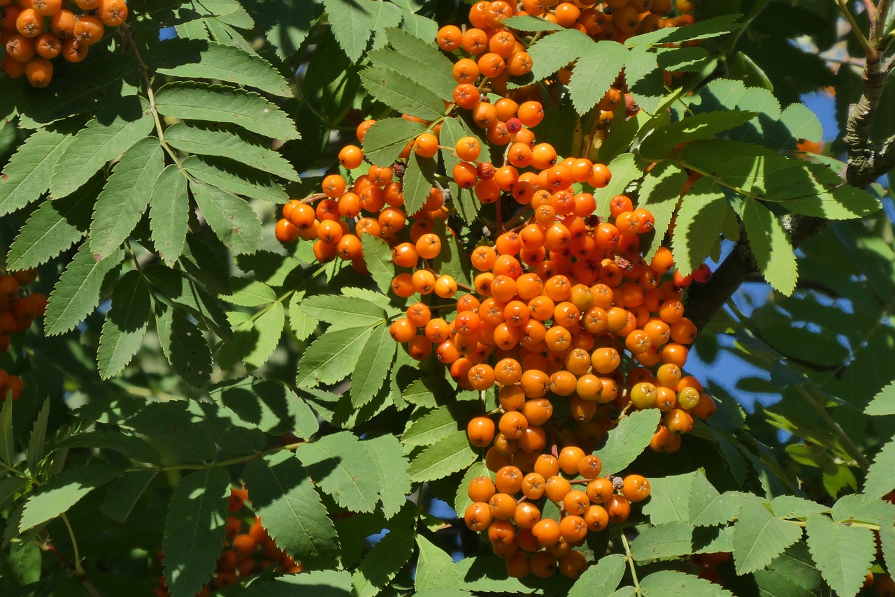 rowan  summer  nature free photo