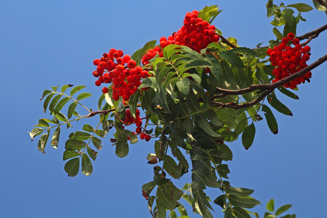 rowan  sprig  green free photo