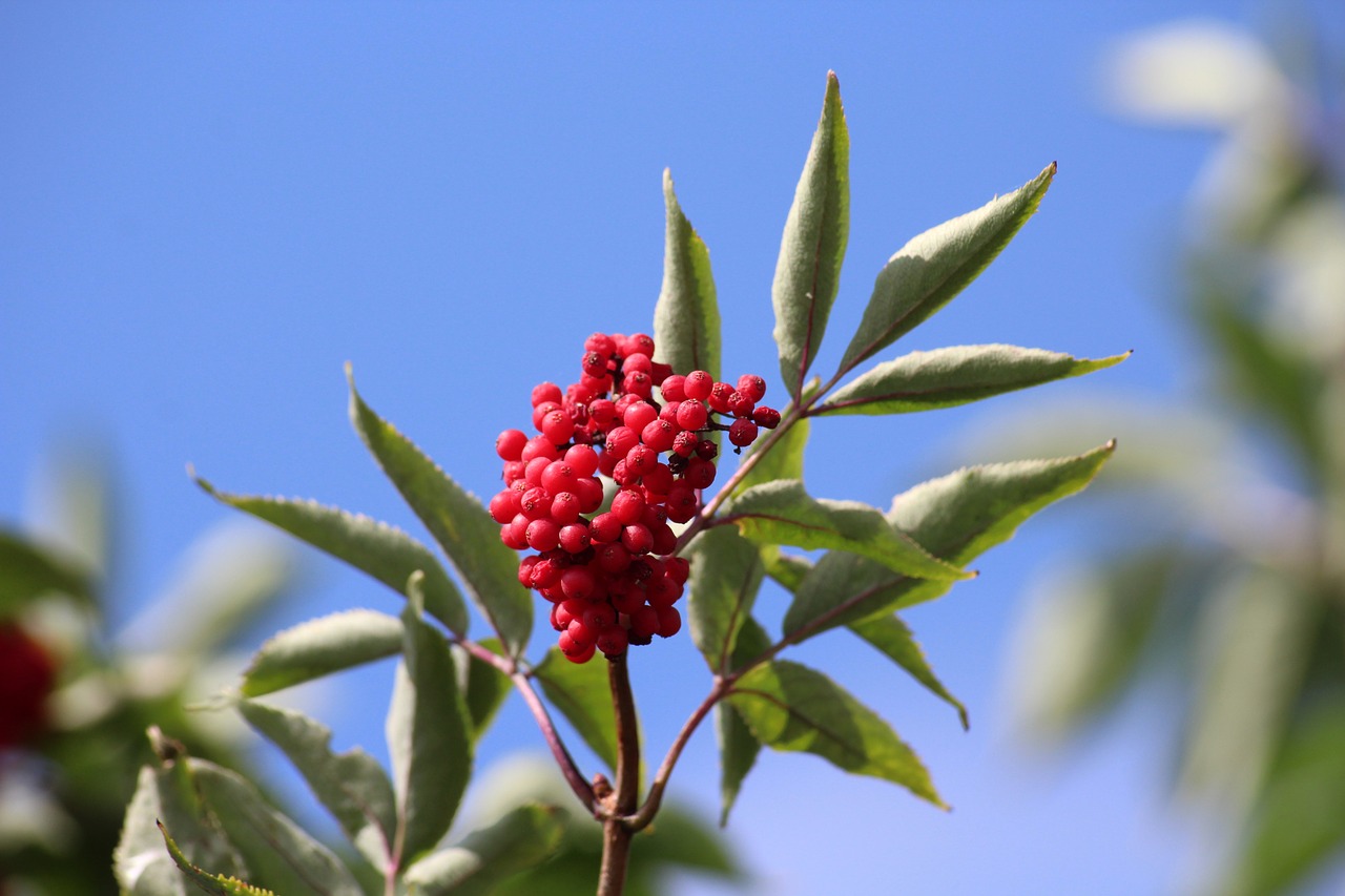 rowan  tree  red fruits free photo