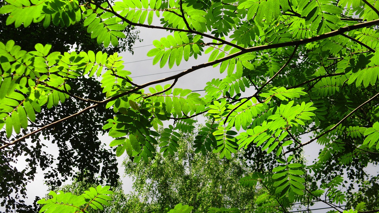 rowan  leaves  branch free photo