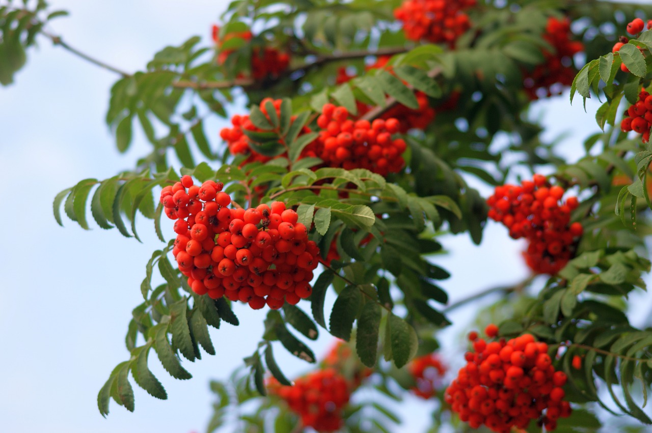 rowan  red  fruit free photo