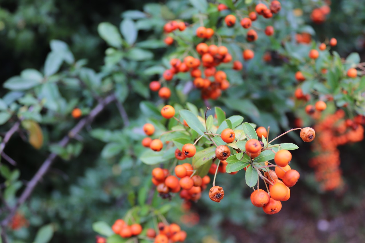 rowan  cat  plant free photo