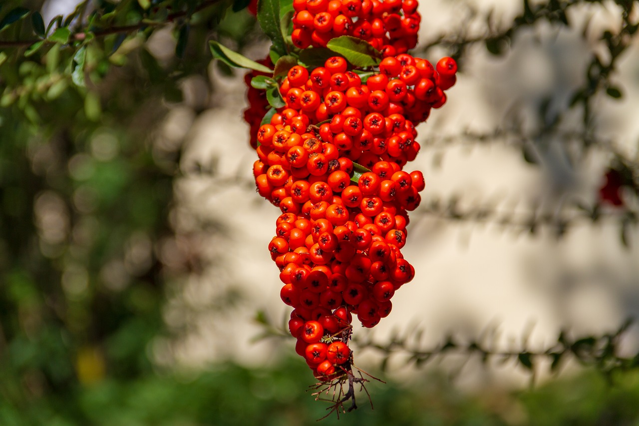 rowan  red  bush free photo