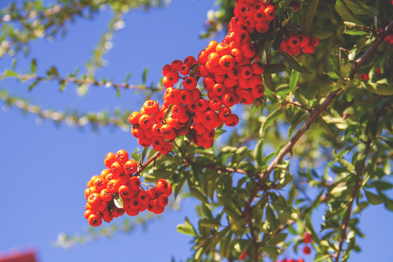 rowan  bush  red free photo