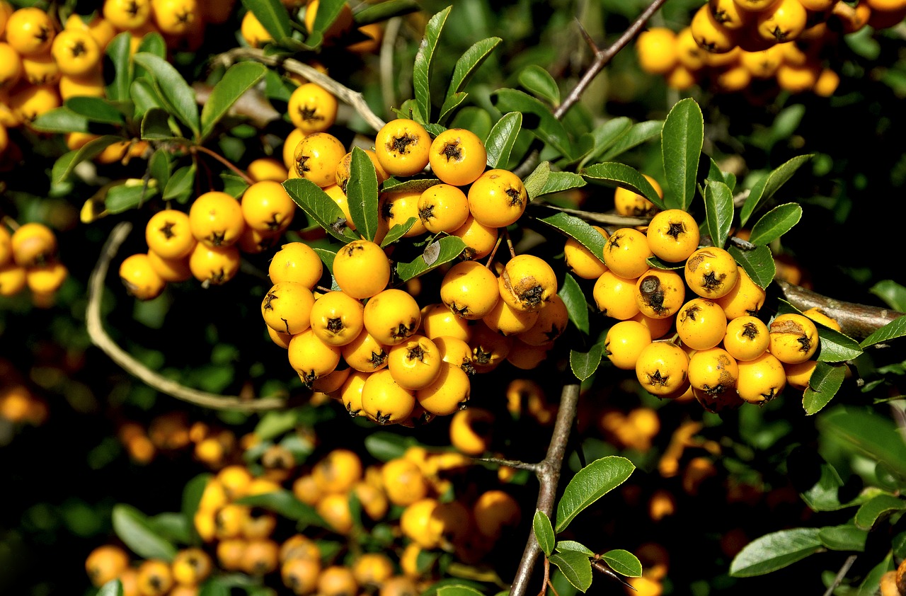 rowan  autumn  park free photo