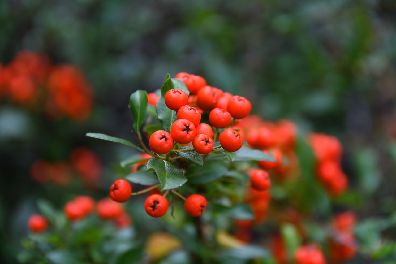 rowan  plant  blooms free photo