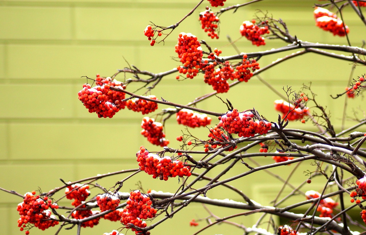 rowan  tree  winter free photo