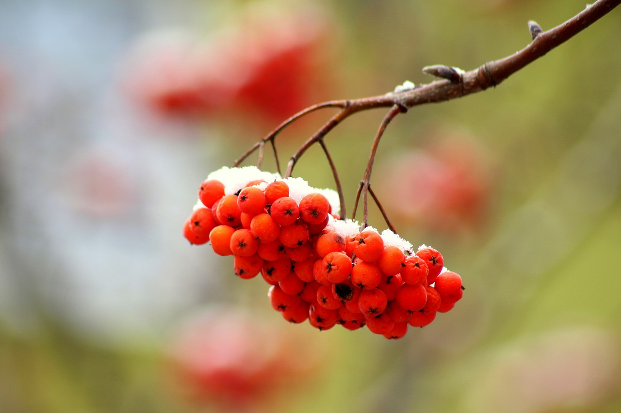 rowan  branch  tree free photo