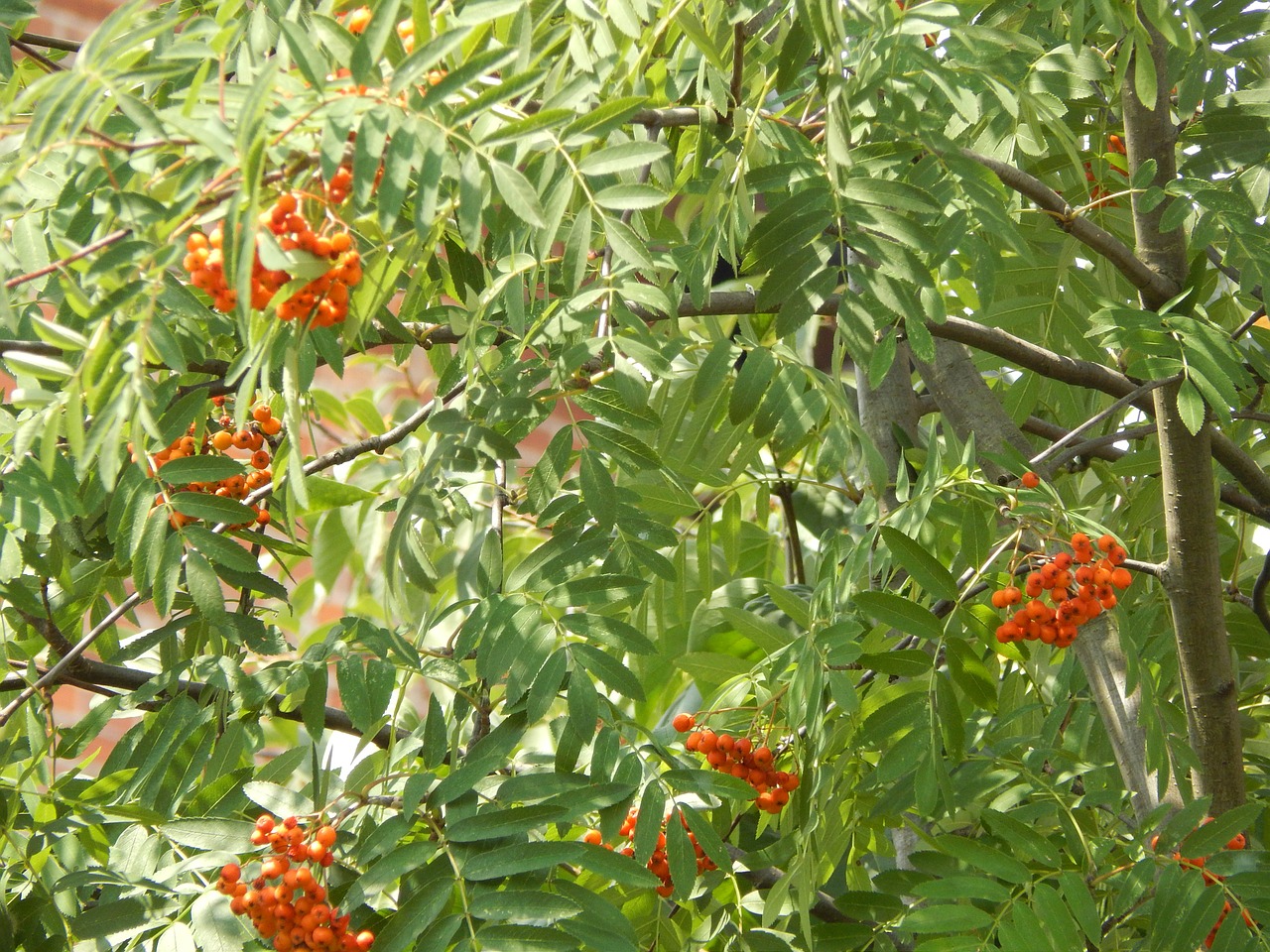 rowan plant tree free photo