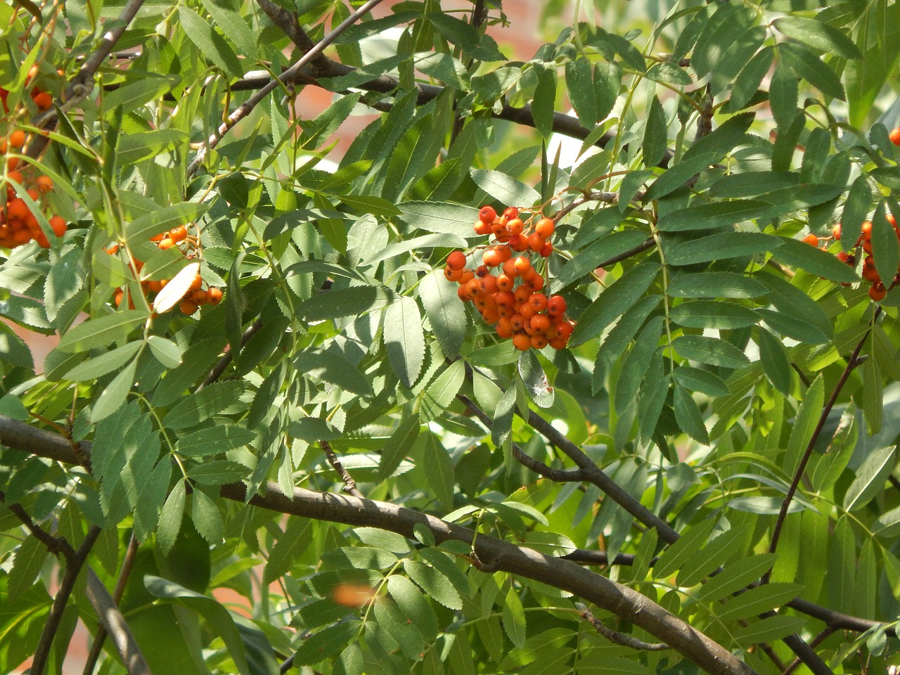 rowan plant tree free photo