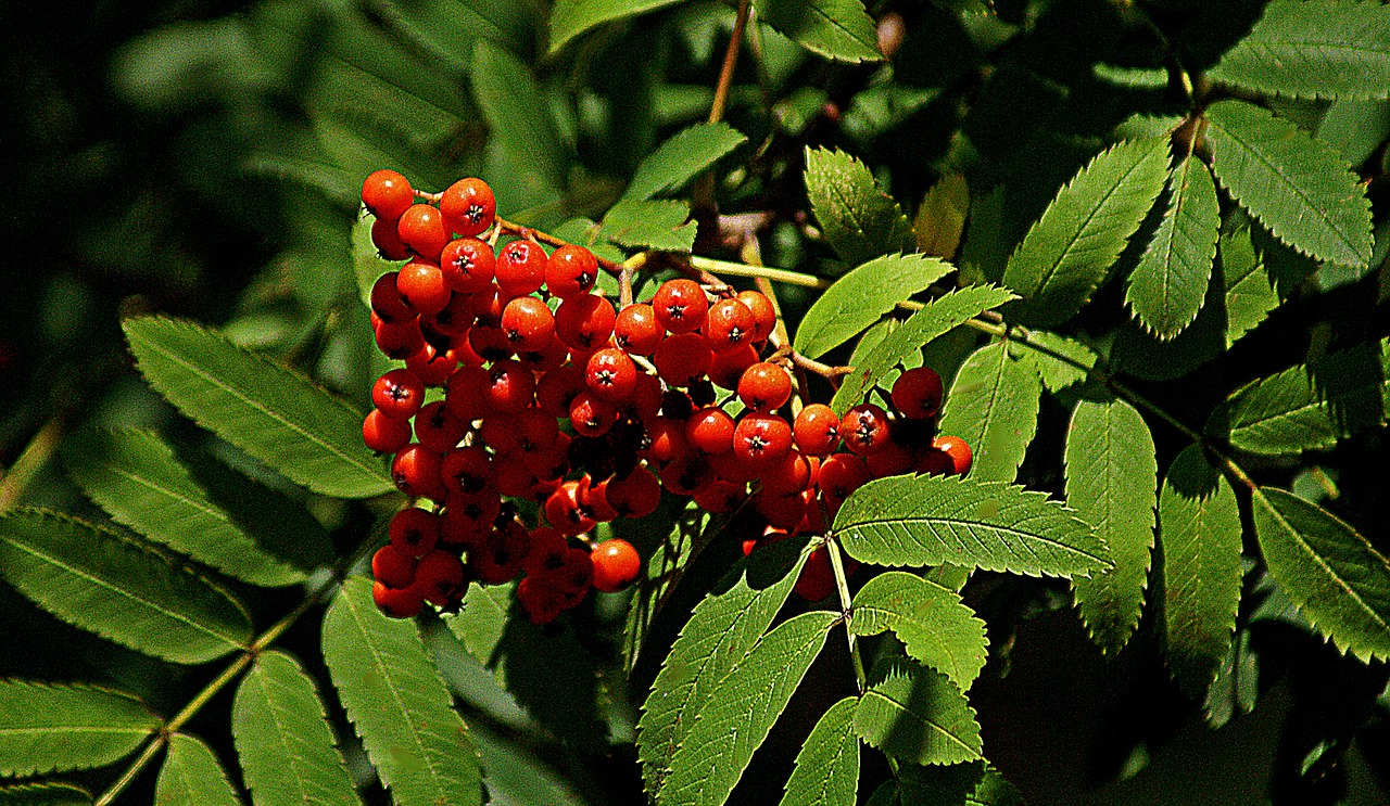 rowan rowan berries red fruits free photo