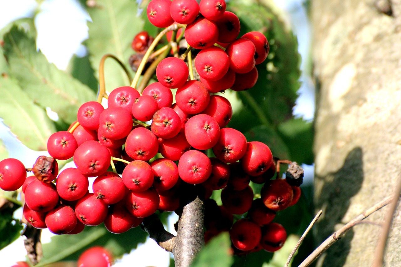 rowan mountain ash sorbus aucuparia free photo