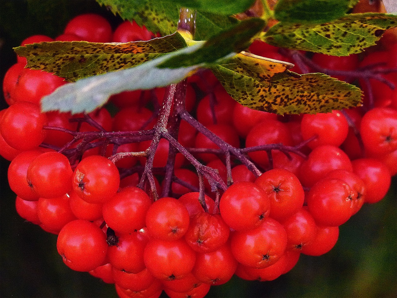 rowan berries plant free photo