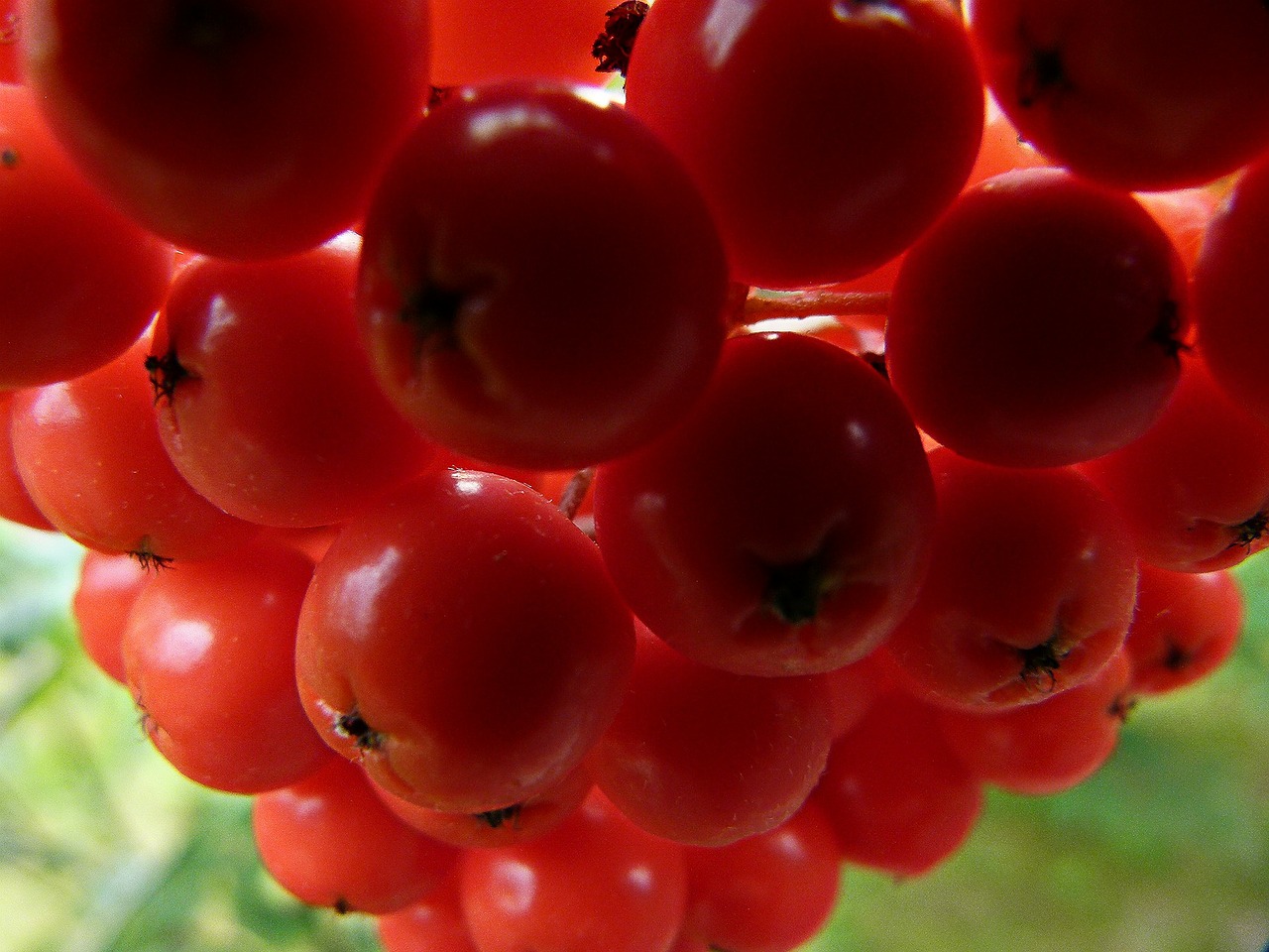 rowan berries plant free photo