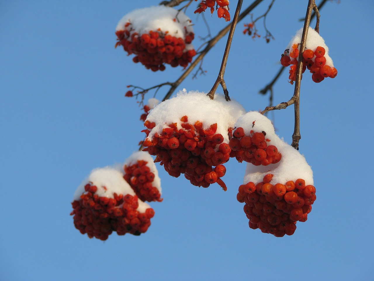 rowan snow winter free photo