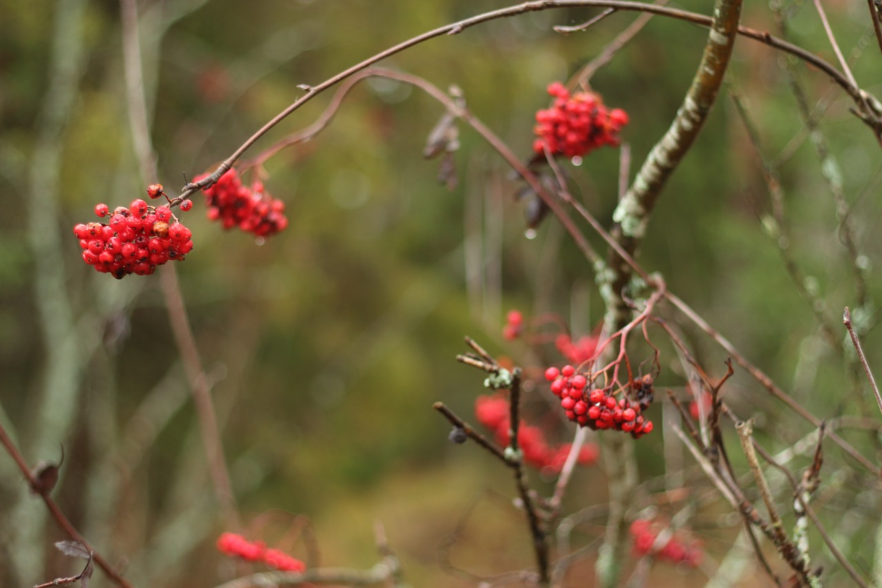 rowan nature tree free photo