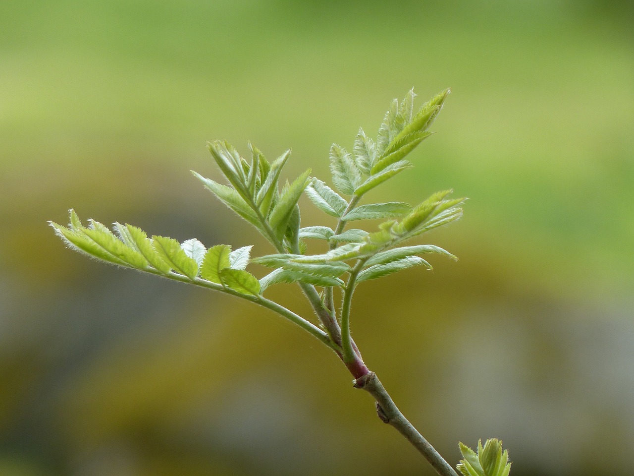 rowan leaf spring free photo