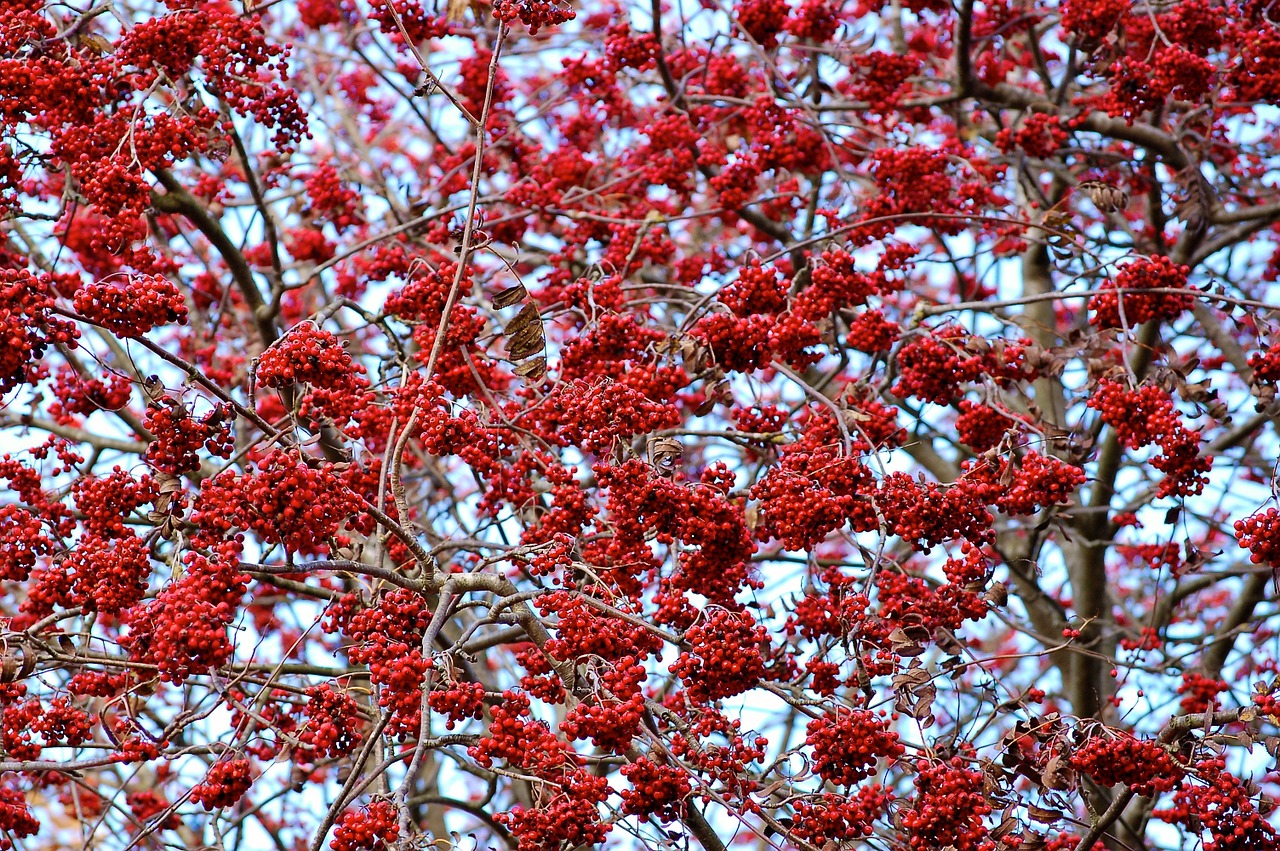 rowan red nature free photo