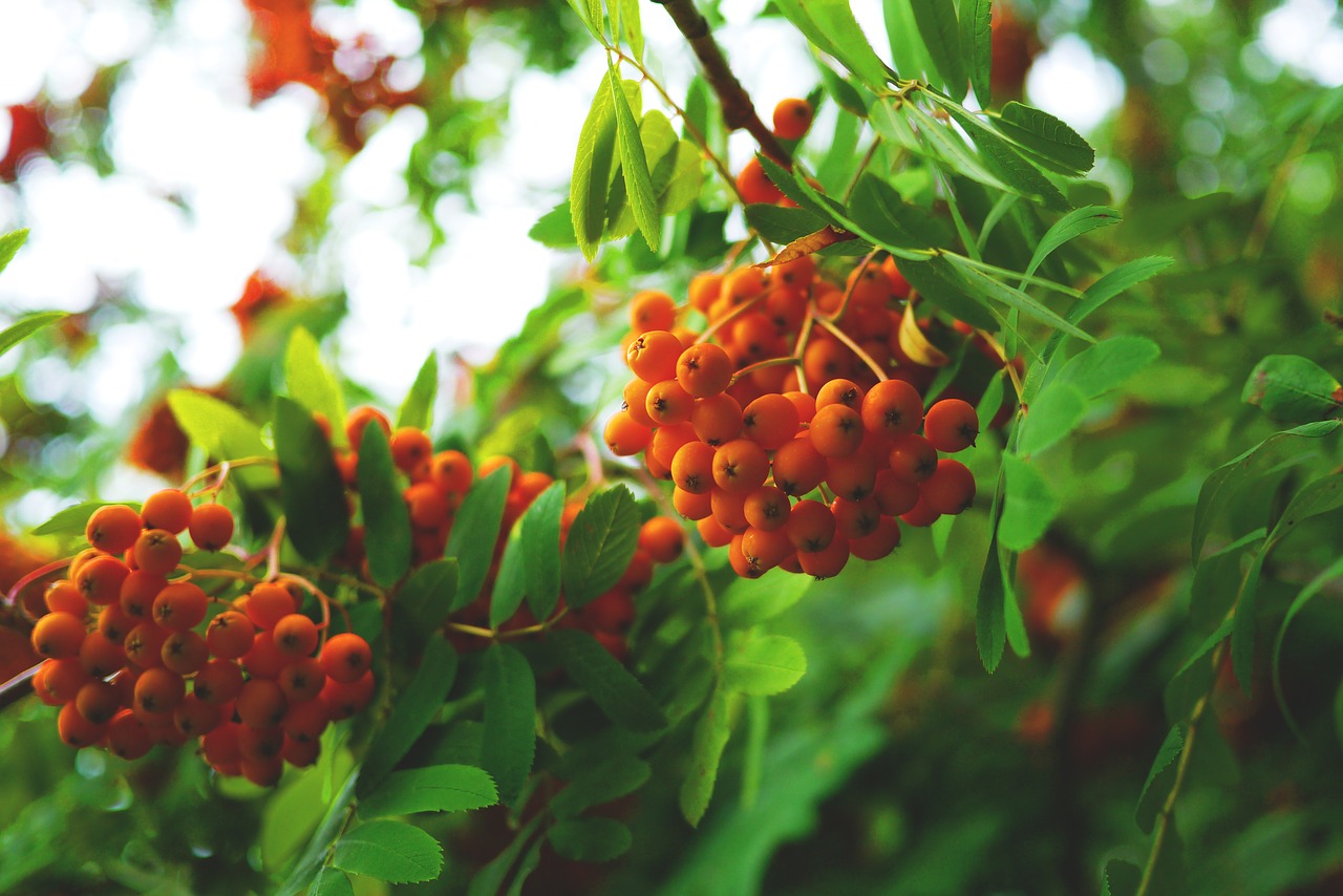 rowan berries orange free photo