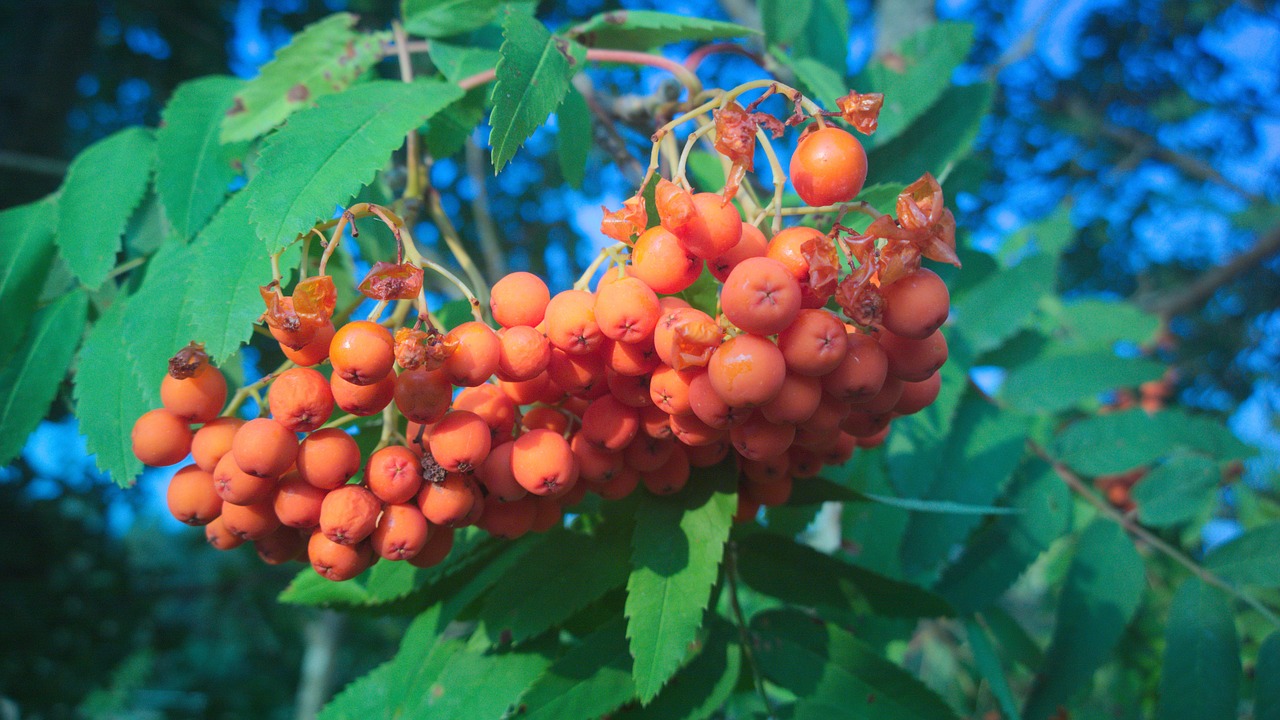 rowan berry tree free photo