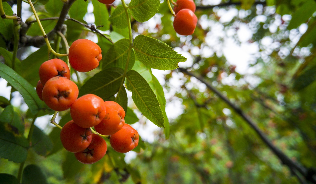 rowan autumn tree free photo