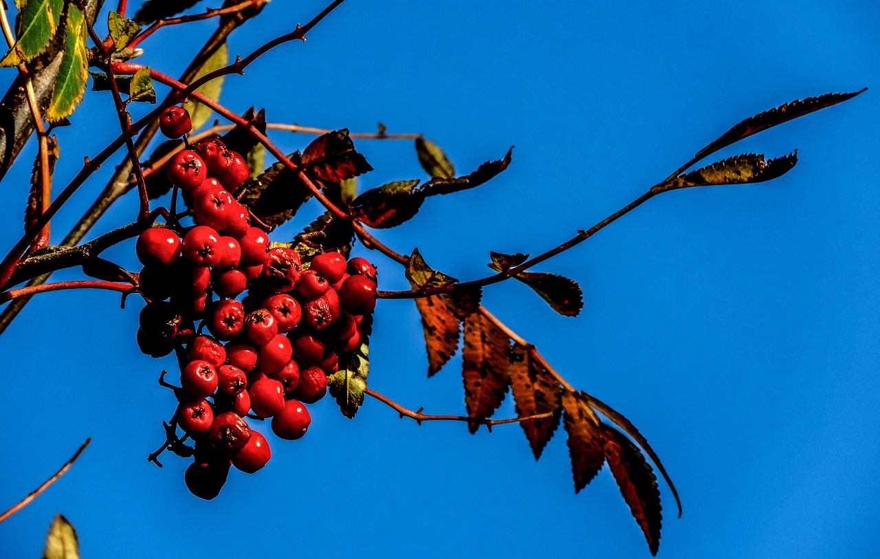 rowan mountain ash autumn free photo