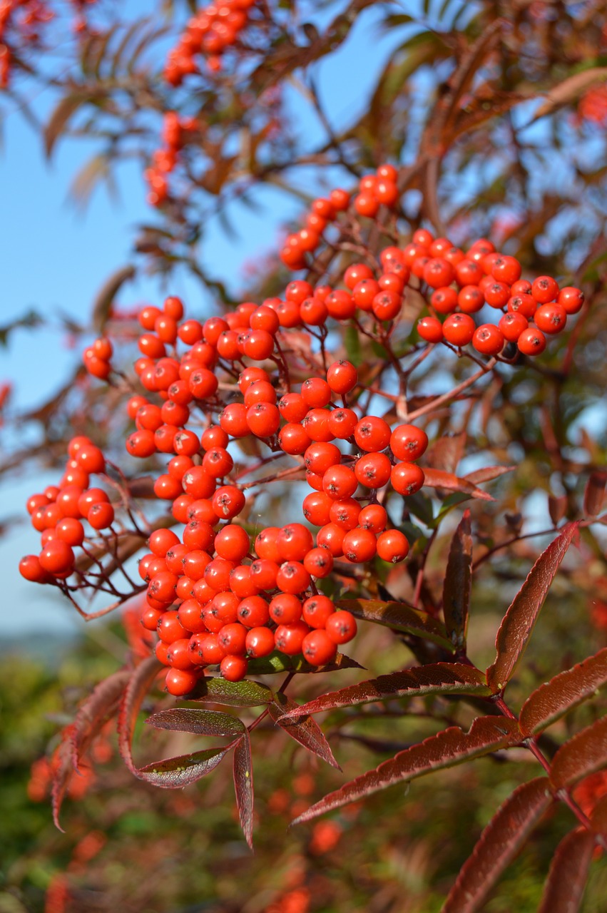 rowan berries autumn berry free photo