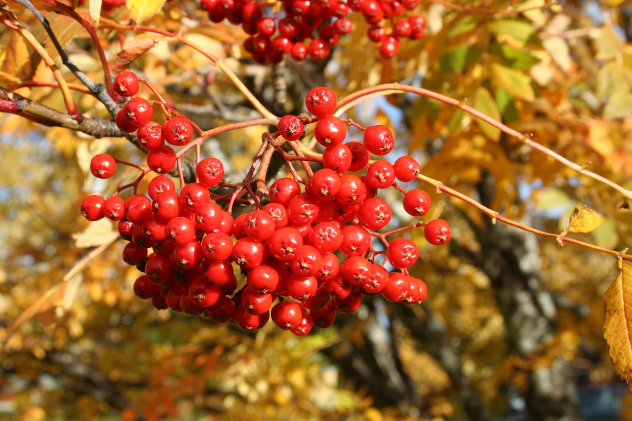 rowan berries autumn berry free photo