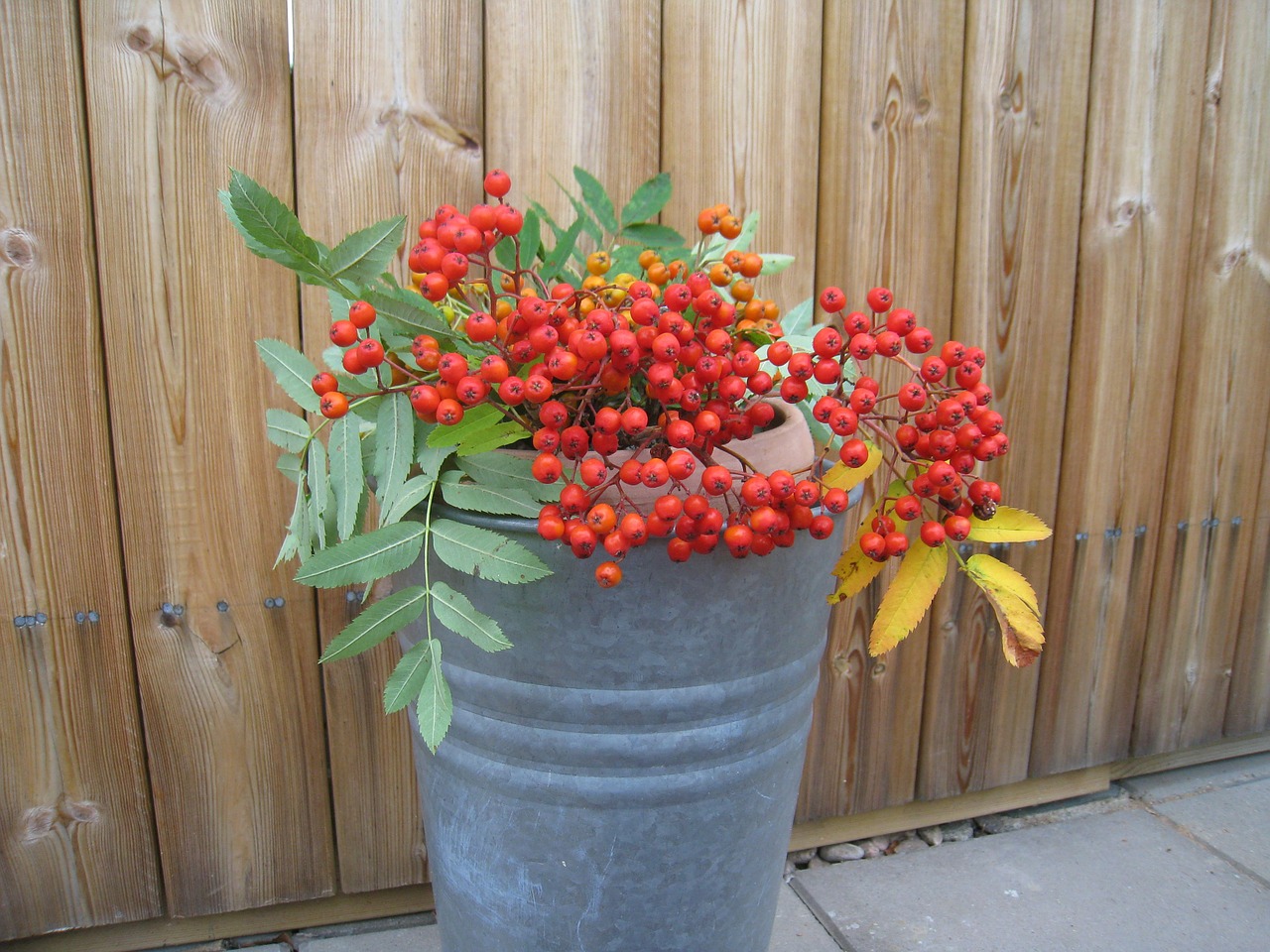 rowan berries pot wall free photo