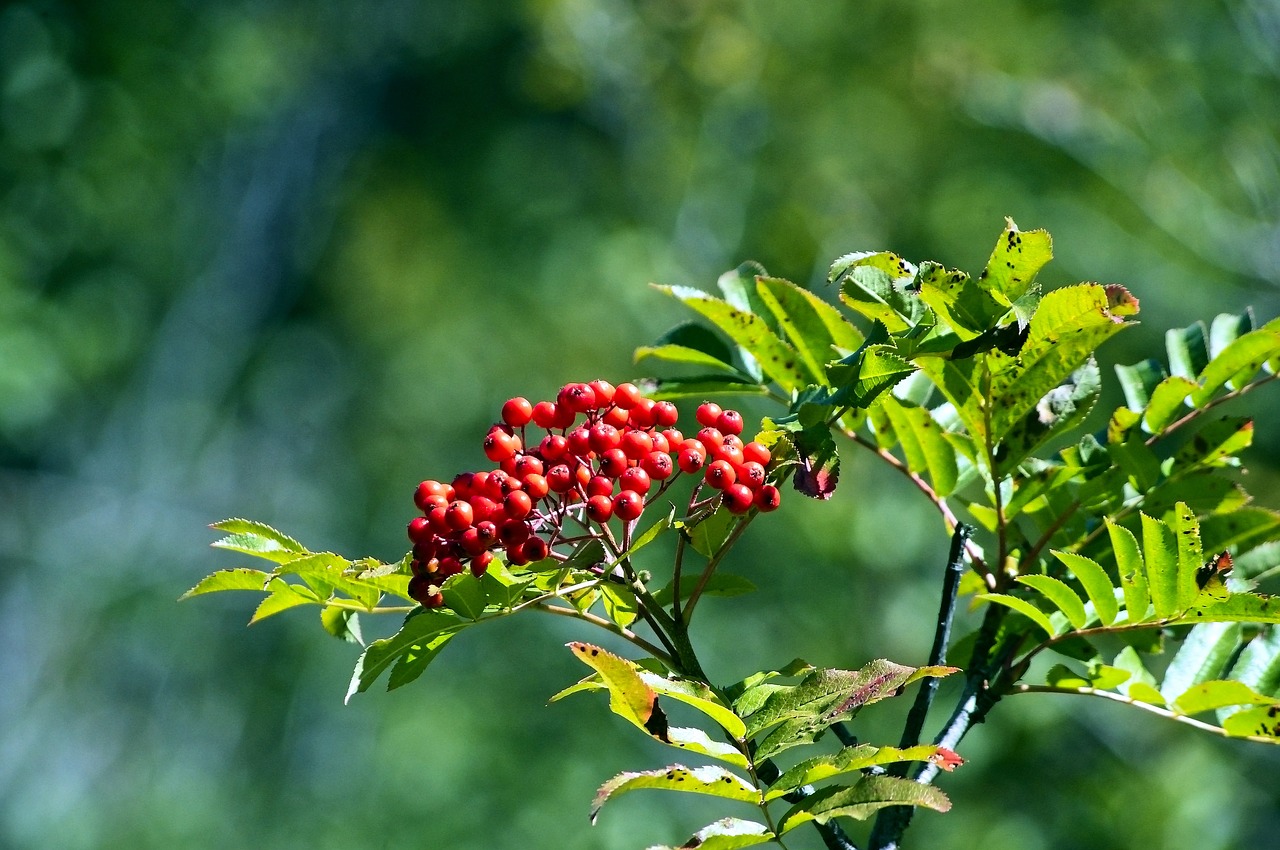 rowan berries in tetons  red  fruit free photo