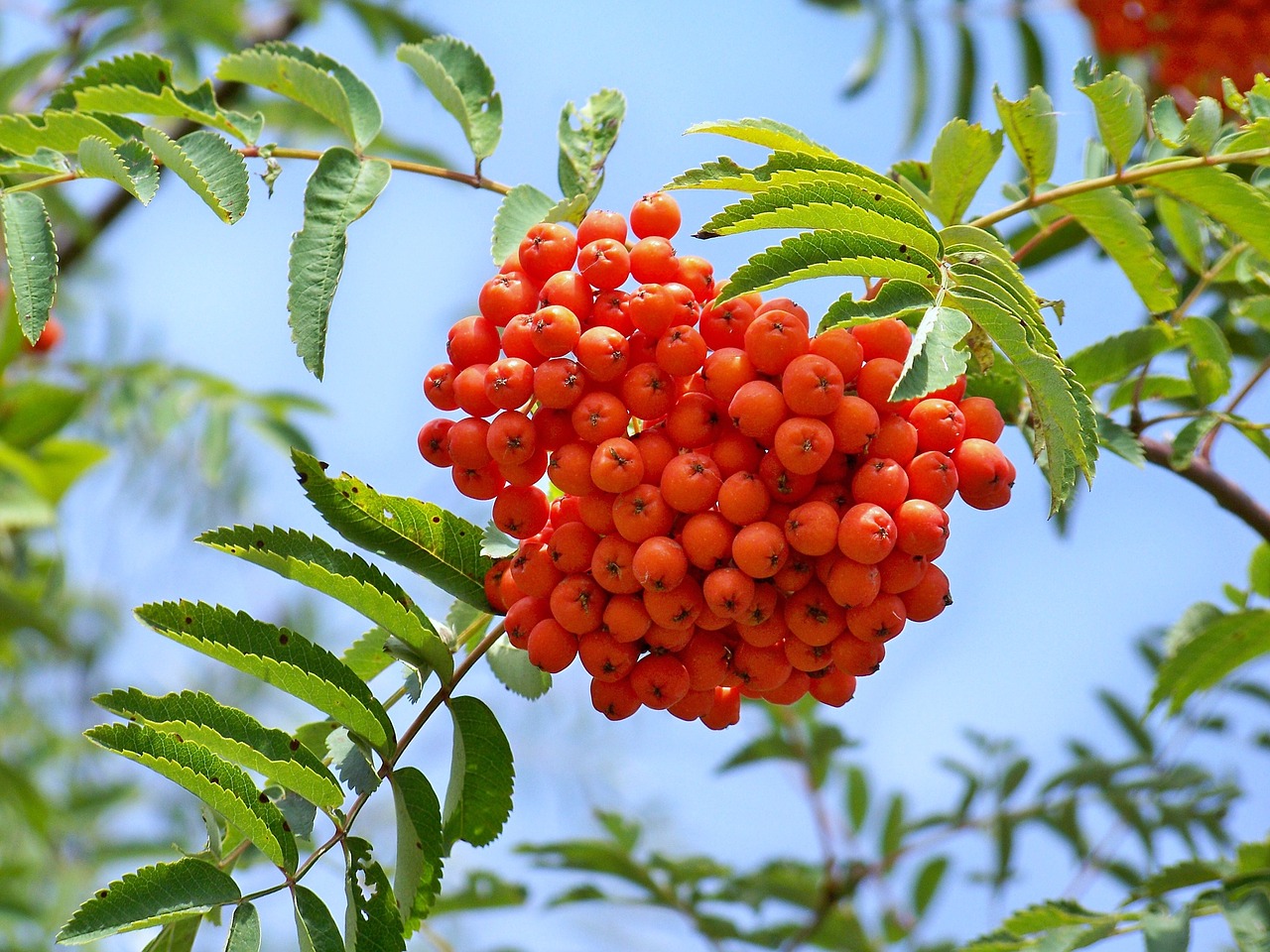 Rowan berry,fruits,crane,tree,plants - free image from needpix.com
