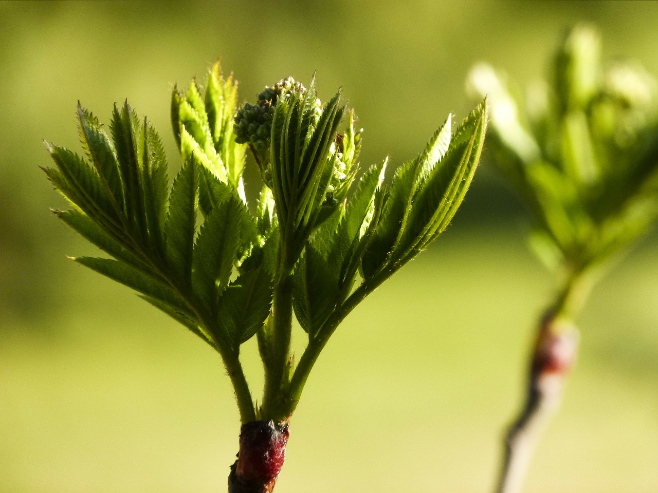 rowan tree bud leaves free photo