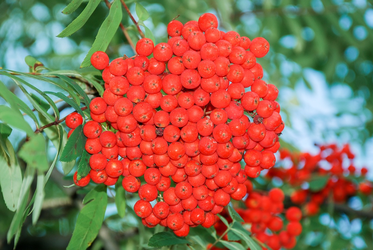 rowanberries mountain ash fruits free photo