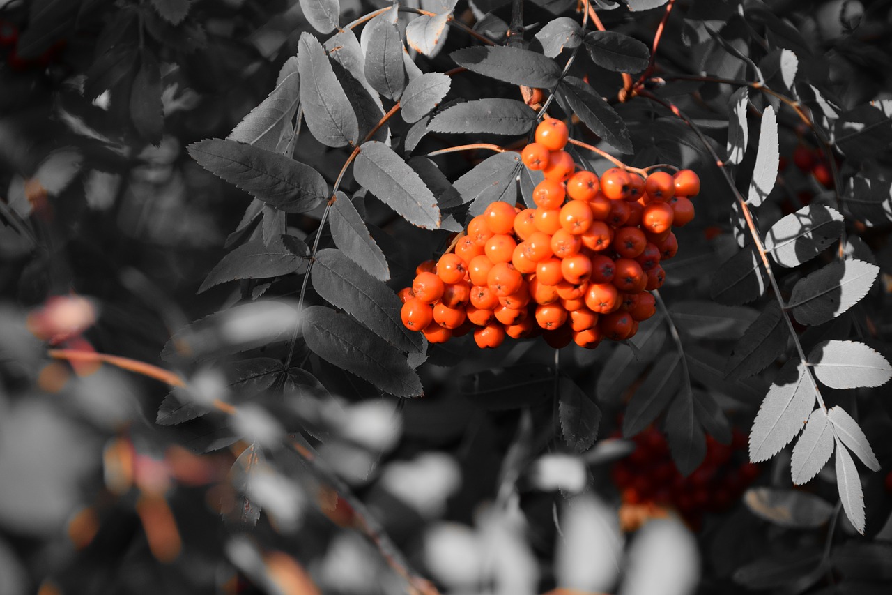 rowanberries berries bush free photo