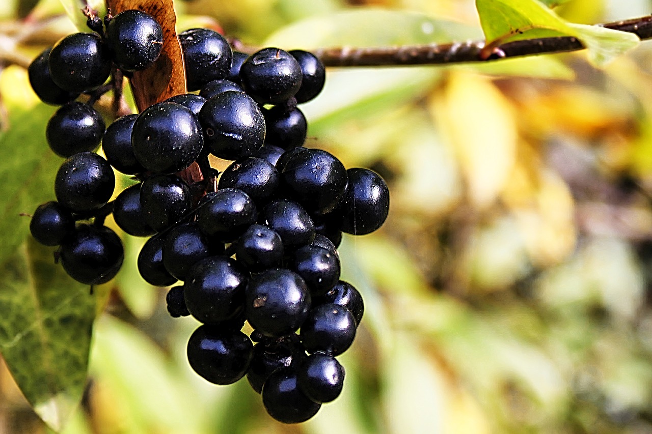 rowanberries berries black free photo