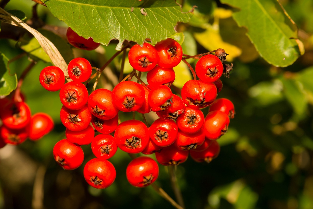 rowanberries orange autumn free photo