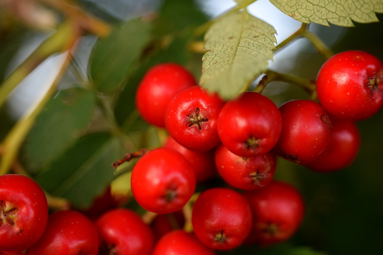 rowanberries red berries free photo