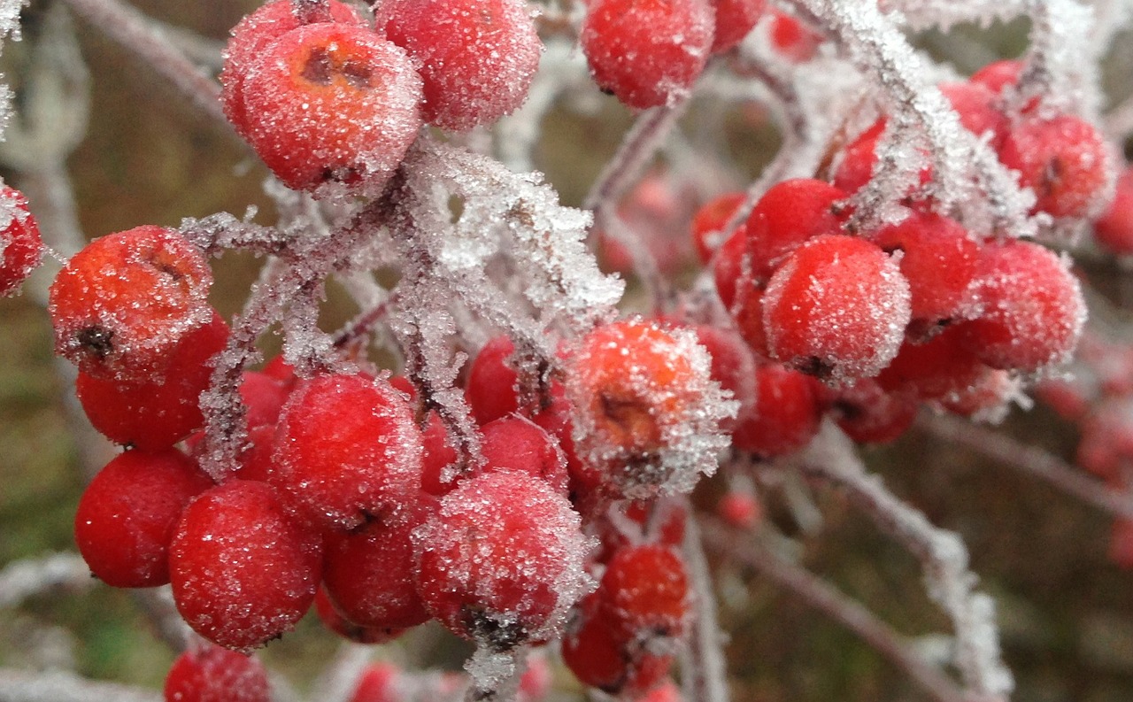 rowanberries frost frozen free photo
