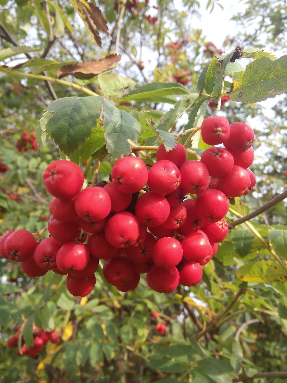 rowanberries plant close free photo