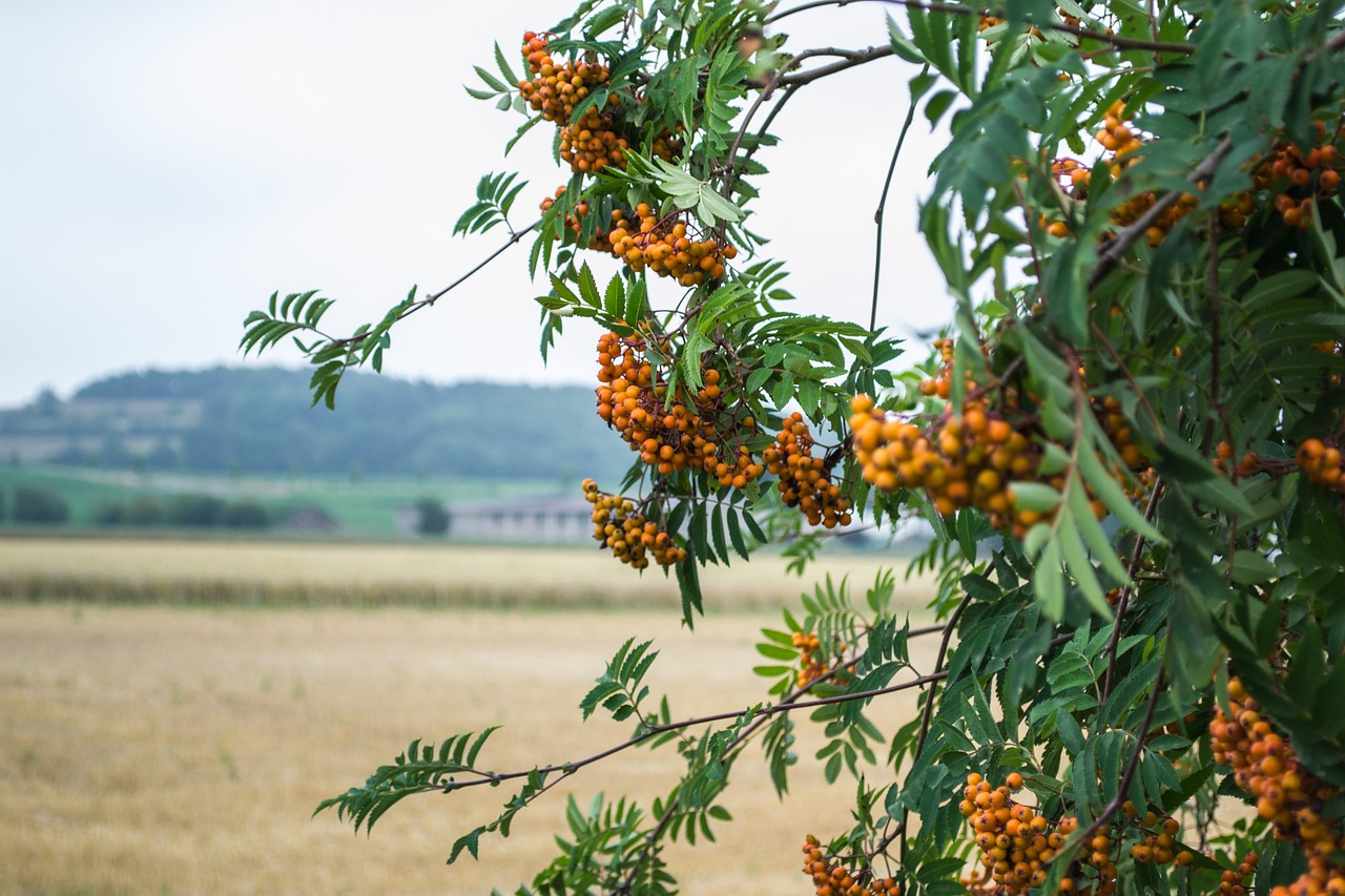 rowanberries  berries  nature free photo